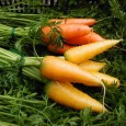 Carrots and Nutrition A carrot is a Eurasian biennial plant that is cultivated worldwide because of its edible taproot. This root crop is considered a vegetable and is described as elongated, fleshy and...