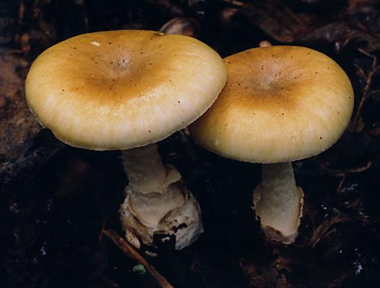 deathcap