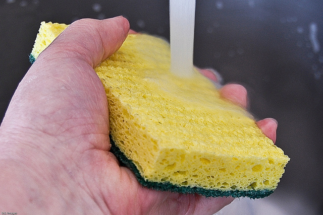 sponge