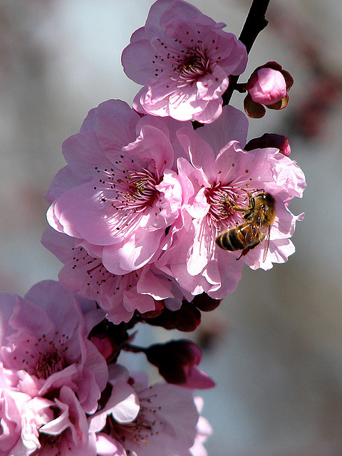 bee and cherry blossom