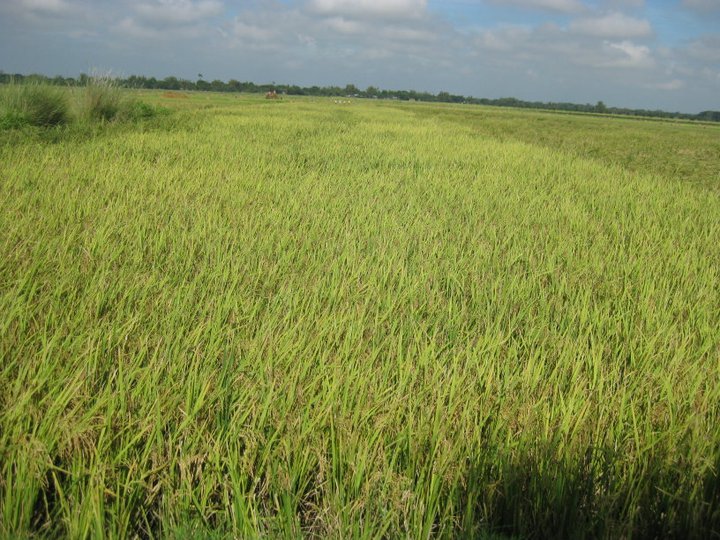 Rice_farm_ofmbrgybbantog