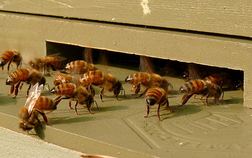 Honeybees-27527-1