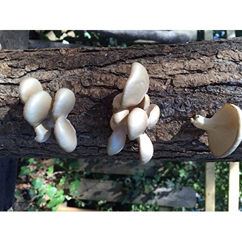 Oyster Mushroom Mycelium Plug Spawn - 100 Count - Grow Edible Go