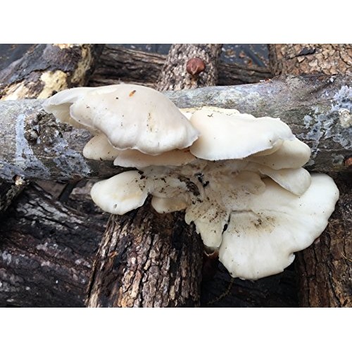 Oyster Mushroom Mycelium Plug Spawn - 100 Count - Grow Edible Go