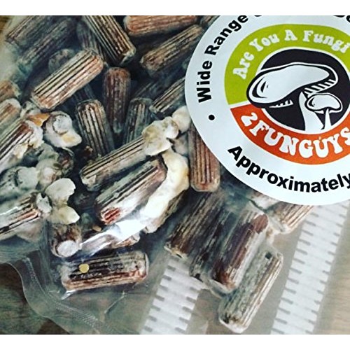 Oyster Mushroom Mycelium Plug Spawn - 100 Count - Grow Edible Go