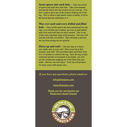 Oyster Mushroom Mycelium Plug Spawn - 100 Count - Grow Edible Go