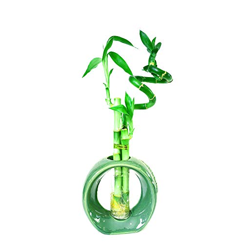 9Greenbox - Lucky Bamboo - Spiral Style With Hollow Ceramic Vase