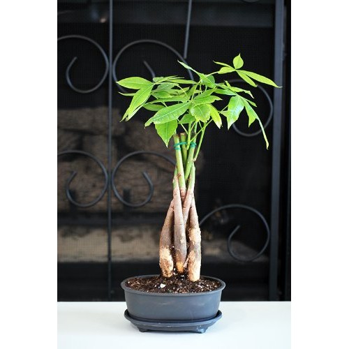 9Greenbox - 5 Braided Money Trees - Bonsai With Water Tray And F