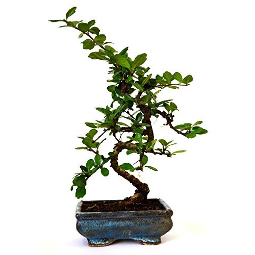 9Greenbox - Fukien Tea Bonsai With 6 Ceramic Pot
