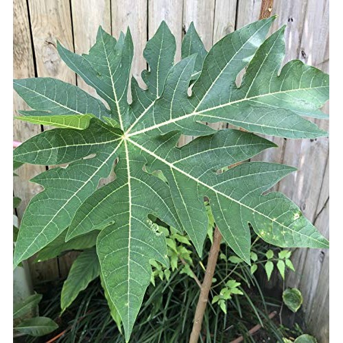 Papaya Leaves - Fresh, Organically Grown, 4 Oz. Shipped Daily Fr Papaya Leaves - Fresh, Organically Grown, 4 Oz. Shipped Daily Fr