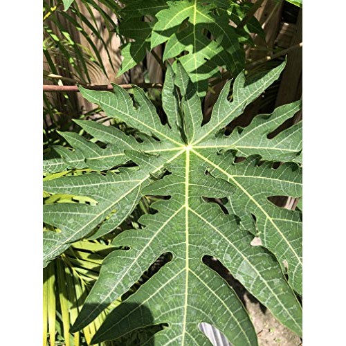 Papaya Leaves - Fresh, Organically Grown, 4 Oz. Shipped Daily Fr Papaya Leaves - Fresh, Organically Grown, 4 Oz. Shipped Daily Fr
