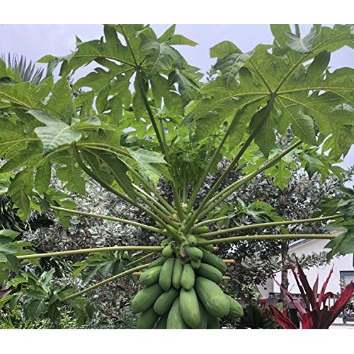 Papaya Leaves - Fresh, Organically Grown, 4 Oz. Shipped Daily Fr Papaya Leaves - Fresh, Organically Grown, 4 Oz. Shipped Daily Fr