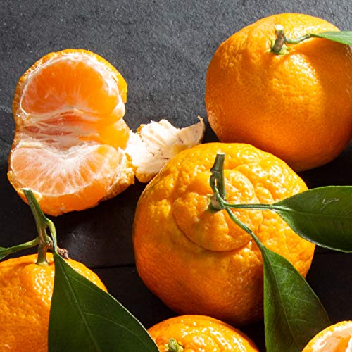 Sympathy Gourmet Abundance Fruit Basket Gift