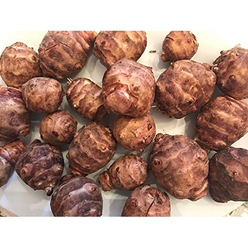 Jerusalem Artichokes Sunchokes Or Sunroot - 5 Pounds 5 Lbs F