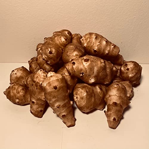Jerusalem Artichokes Sunchoke Or Sunroot Adama Foods - 2 1/2 P