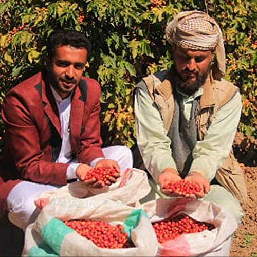 Al-Aqeeq: Mocha-Yemeni Whole Bean Coffee| Authentic Yemeni Coffe