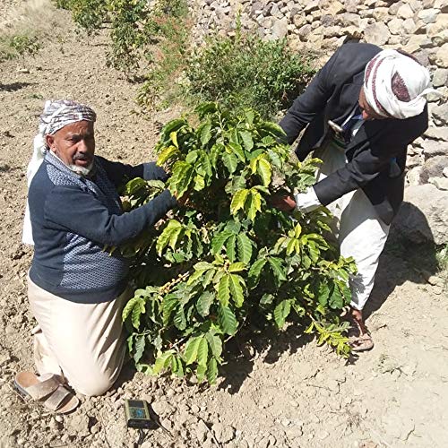 Al-Aqeeq: Mocha-Yemeni Whole Bean Coffee| Authentic Yemeni Coffe