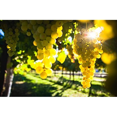 25 Year Aged Extravecchio Traditional Balsamic Vinegar Of Modena