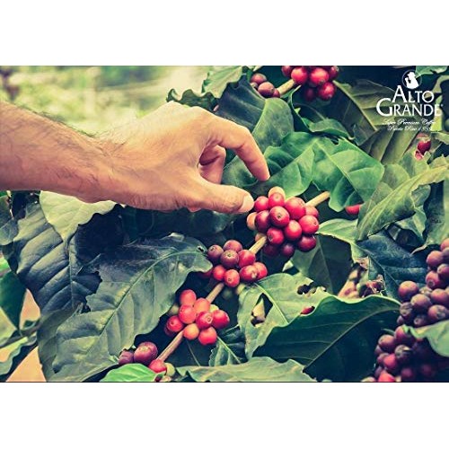 Alto Grande Super Premium Coffee Ground 8.8Oz - 12 Cans