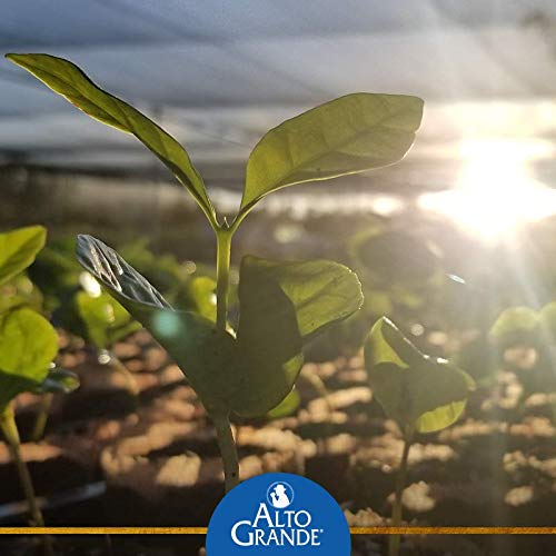 Alto Grande Super Premium Coffee Ground 8.8Oz - 12 Cans