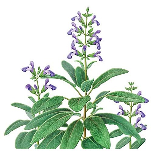 Alvita Organic Sage Herbal Tea - Made With Premium Quality Organ