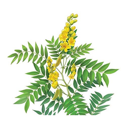 Alvita Organic Sage Herbal Tea - Made With Premium Quality Organ