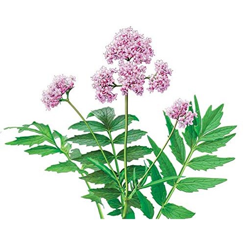 Alvita Organic Sage Herbal Tea - Made With Premium Quality Organ