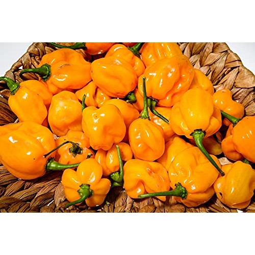 Habanero Chile Powder Ground 4Oz - Natural And Premium. No Salt