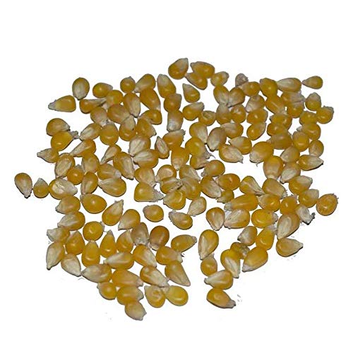 Amish Popcorn Ladyfinger 2 Pound Bag