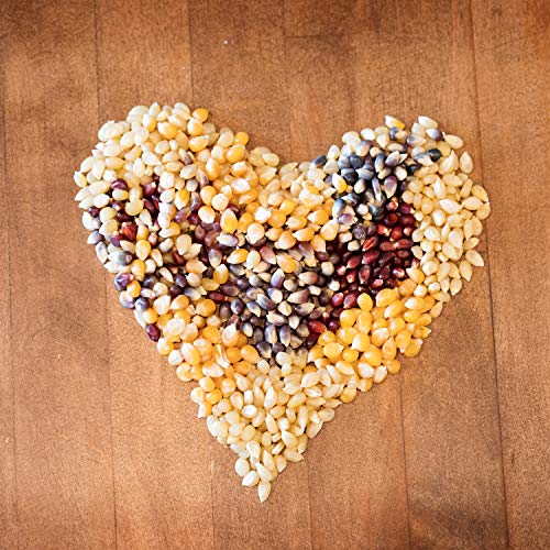 Amish Country Popcorn - 50 Lb Bag Blue Kernels - Old Fashioned,