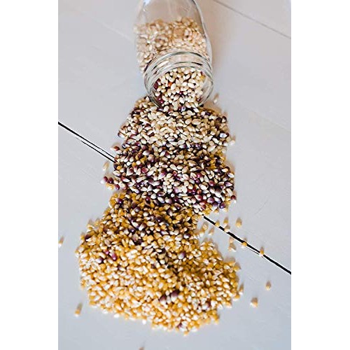 Amish Country Popcorn - Variety Bundles - 3 1 Lb Bags - Baby Wh