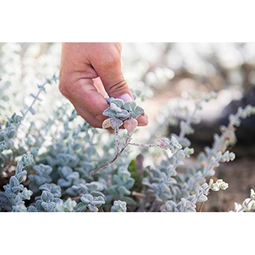 Ancient Foods - Fresh Dittany Tea | Organic Greek Dittany Tea |