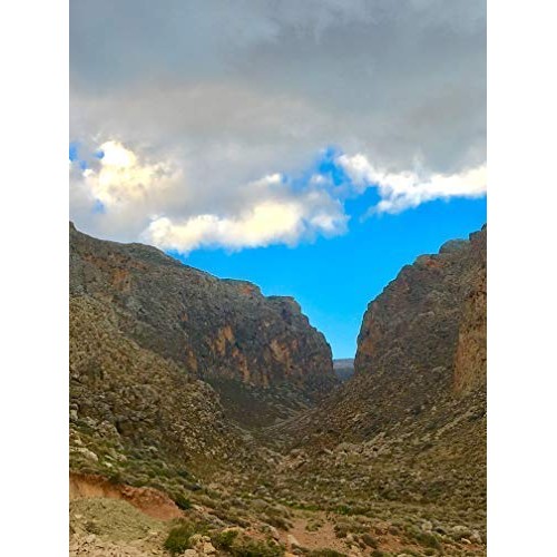 Ancient Foods - Fresh Dittany Tea | Organic Greek Dittany Tea |