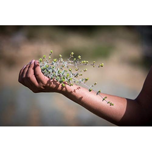 Ancient Foods - Fresh Dittany Tea | Organic Greek Dittany Tea |