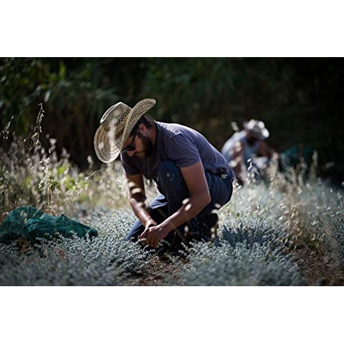 Ancient Foods - Fresh Dittany Tea | Organic Greek Dittany Tea |