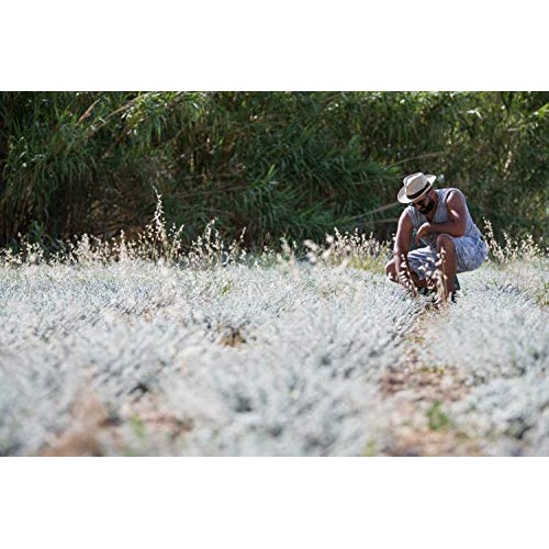 Ancient Foods - Fresh Dittany Tea | Organic Greek Dittany Tea |