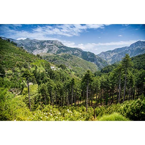 Ancient Foods - Fresh Mountain Tea Organic | Greek Mountain Tea