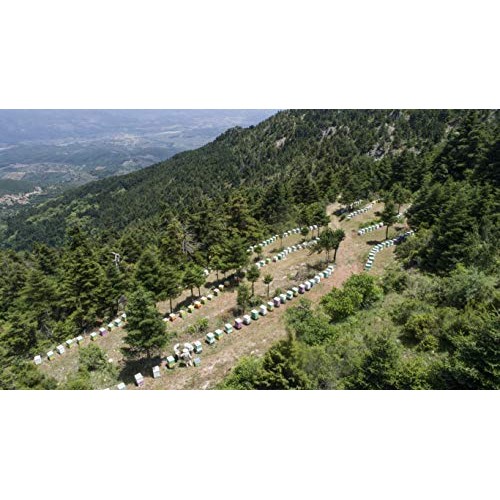 Ancient Foods – Ilia | Greek Wild Forest And Thyme Honey | Hones