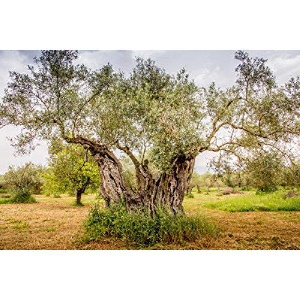 Ancient Foods – Organic Greek Extra Virgin Olive Oil - Fresh Har