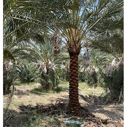 Organic Medjool Dates 2LB - Fresh Supreme Quality - Cultivated B...