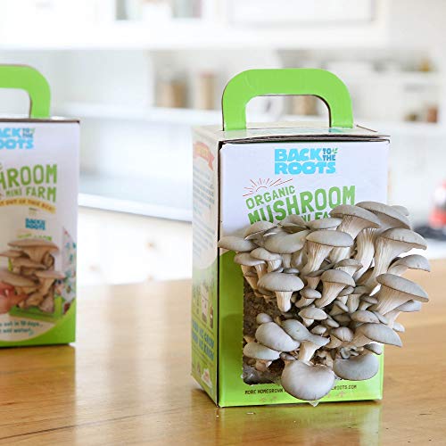 Back To The Roots Organic Mini Mushroom Grow Kit, Harvest Gourme