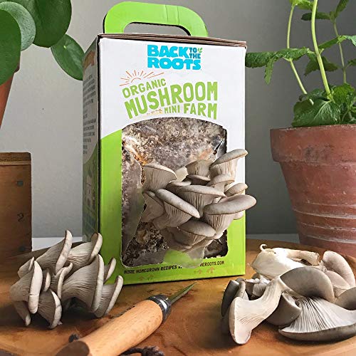 Back To The Roots Organic Mini Mushroom Grow Kit, Harvest Gourme