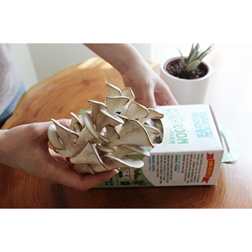 Back To The Roots Organic Mushroom Growing Kit, Harvest Gourmet