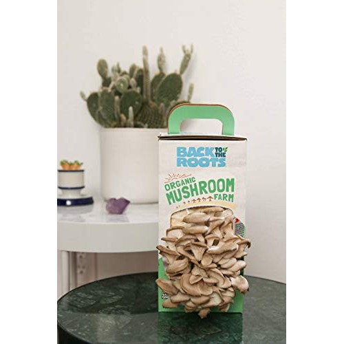Back To The Roots Organic Mushroom Growing Kit, Harvest Gourmet