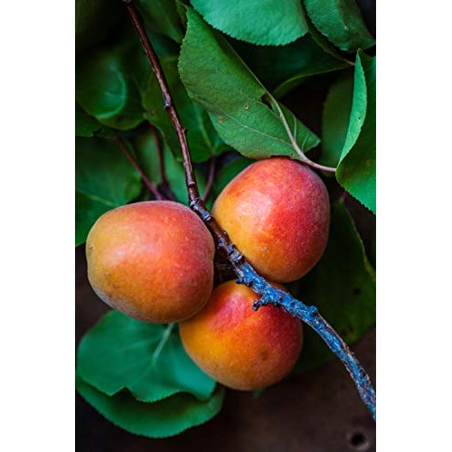 Bakto Flavors Natural Blueberry Flavor 1Fl Oz Pack Of 3