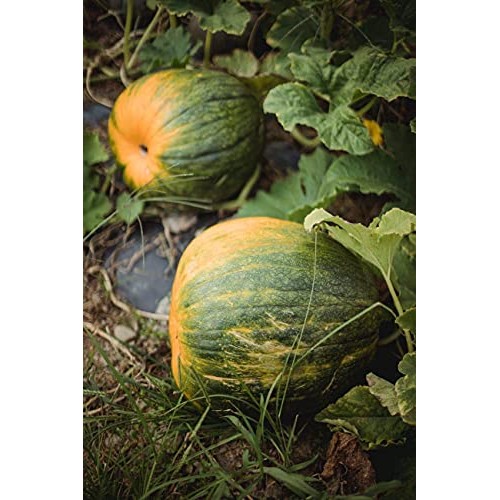 Organic Pumpkin Pepita Seeds Kernels - Raw, Non-GMO, No shell Un...