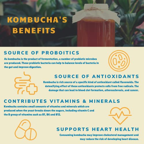 Bambucha Kombucha Blueberry Tart 12 Pack Case | Chef Crafted Fla... Bambucha Kombucha Blueberry Tart 12 Pack Case | Chef Crafted Fla...