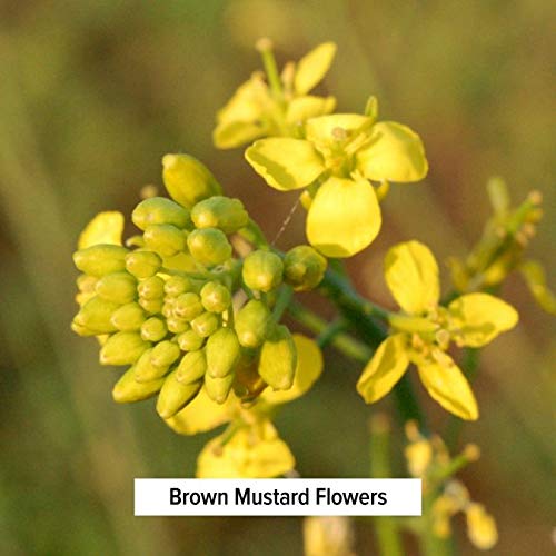 Banyan Botanicals Brown Mustard Seed - Usda Organic - Heating Sp