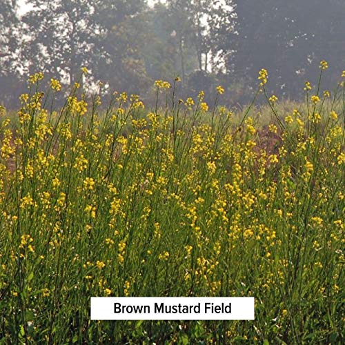 Banyan Botanicals Brown Mustard Seed - Usda Organic - Heating Sp