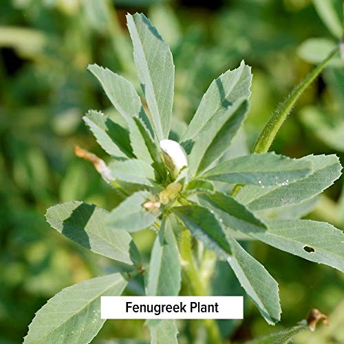 Banyan Botanicals Fenugreek Seed - Usda Organic - Aromatic Spice